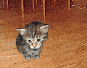 chat et souris